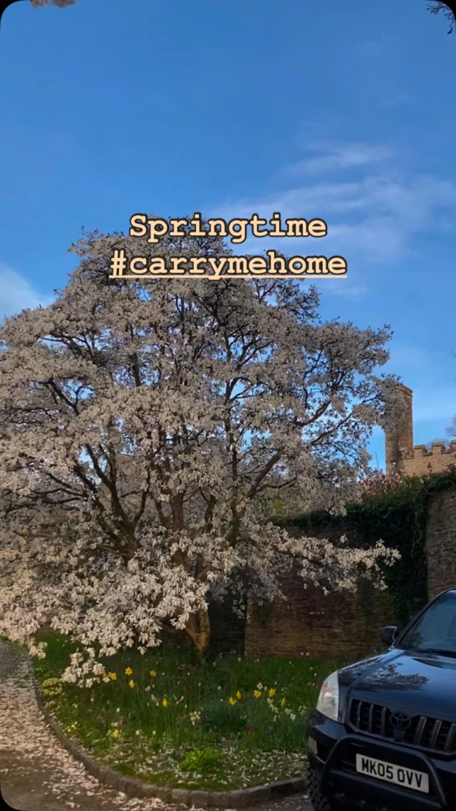 Spring is here, blossom and the evening sun #carrymehome #visitdevon #visitdartmoor #nationaltrust #familytime #familyholiday #staycation #countrylife #holidayhome
